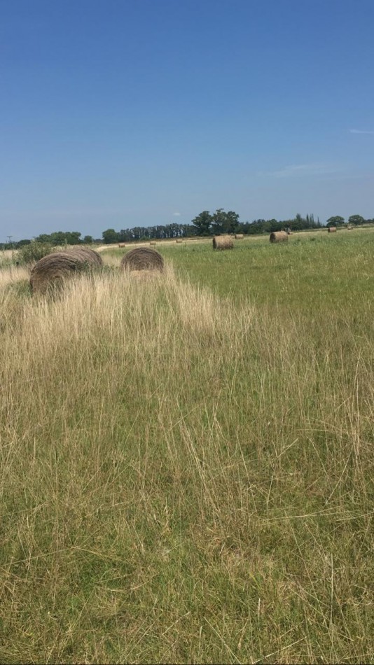 CAMPO MIXTO EN MAGDALENA - 19 HAS - A 400 MTRS RUTA N° 11