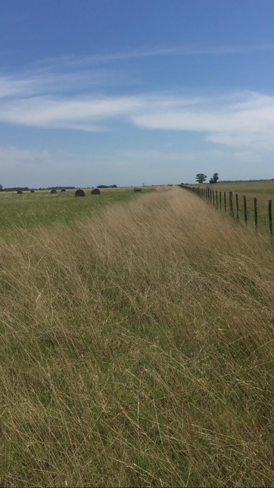CAMPO MIXTO EN MAGDALENA - 19 HAS - A 400 MTRS RUTA N° 11