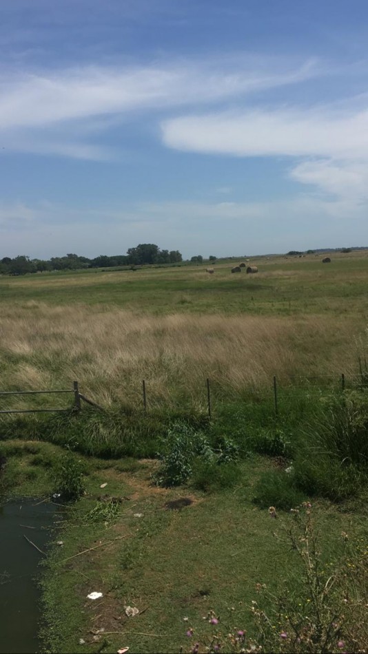 CAMPO MIXTO EN MAGDALENA - 19 HAS - A 400 MTRS RUTA N° 11